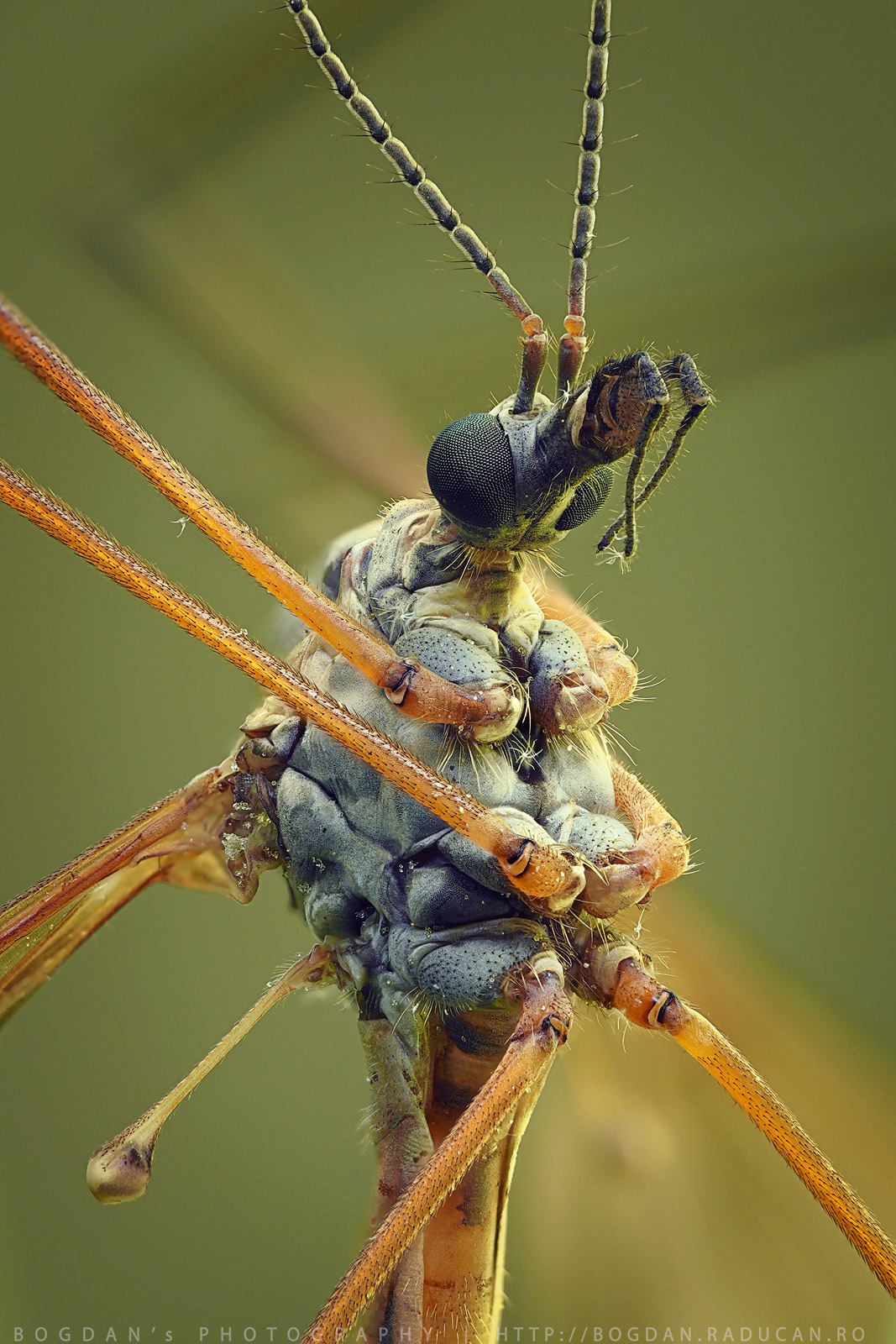 Musca-macara sau Tipula (musca-picioare lungi)